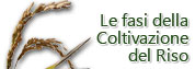 vai a Le Fasi della Coltivazione del Riso